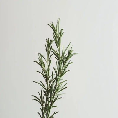 Rosemary